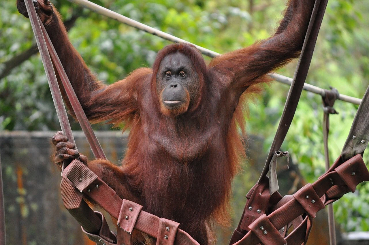 Orangutan o rudobrązowej sierści trzymający się lin i uprzęży na tle zielonej roślinności.
