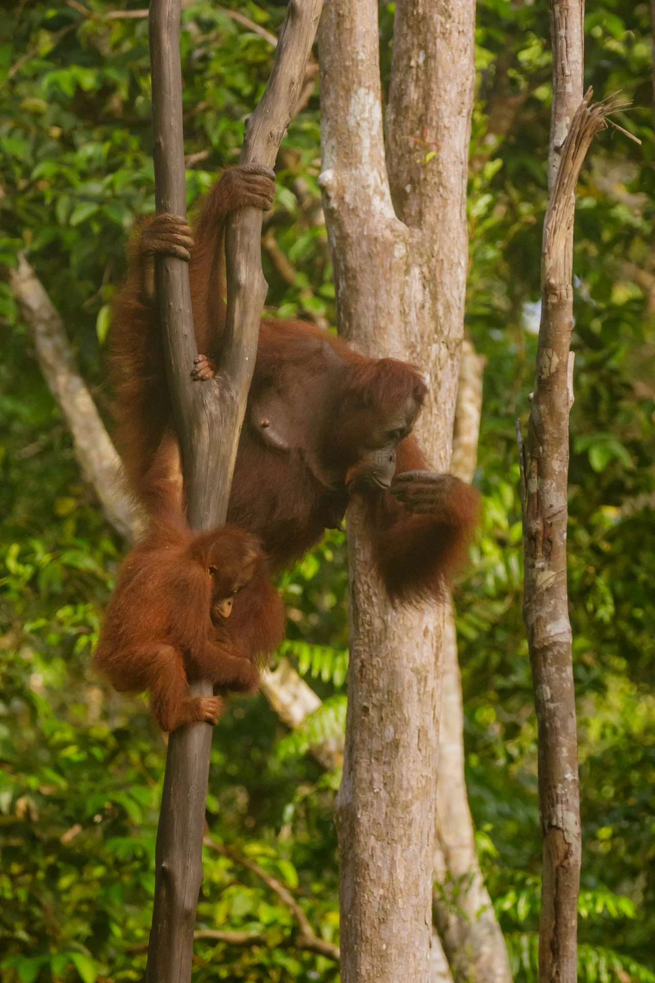 Samica orangutana z młodym wspinają się po smukłych pniach drzew w gęstym, zielonym lesie tropikalnym.