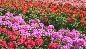Pelargonie nie zawsze kwitną tak, jak sobie tego życzymy. Zawsze można je pobudzić