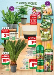 Letnie okazje każdego dnia – Dino