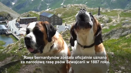 Legendarne psy ratownicze. Historia bernardynów