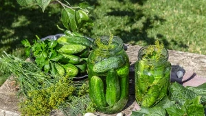 Wrzuć ten liść do słoika. Ogórki małosolne wychodzą idealnie chrupiące