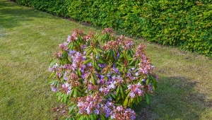 Wrzuć pod rododendron, który przekwitł. Za rok pąki będą jeszcze większe