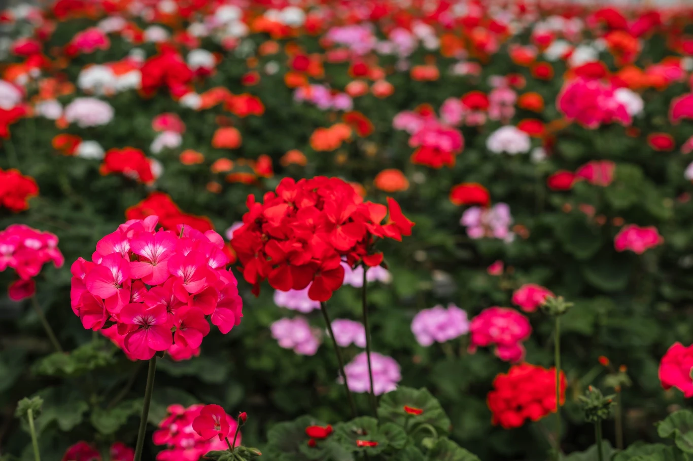 Kolorowe kwiaty pelargonii w różnych odcieniach różu i czerwieni na gęsto obsadzonym kwietniku.