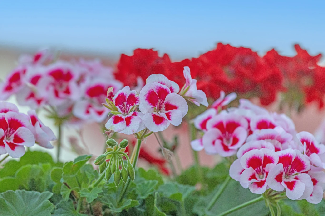 Kwitnące pelargonie o intensywnie czerwono-białych płatkach otoczone zielonymi liśćmi na tle błękitnego nieba.