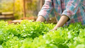 Nie kończ sezonu w szklarni. Sałata szybko wypełni wolne miejsce