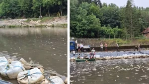 Katastrofa ekologiczna na Jeziorze Pilchowickim. Zwołano sztab kryzysowy