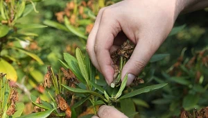 Wyrzuć suche kwiaty i podsyp. Za rok rododendron zakwitnie podwójnie