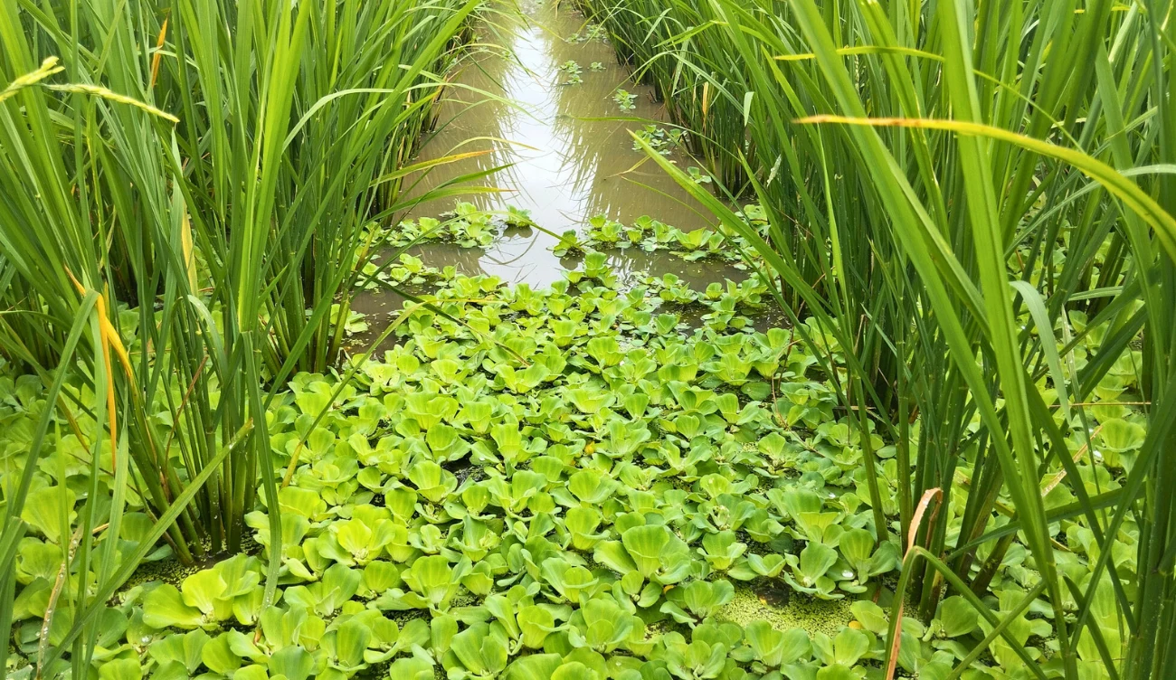 Co to pistia rozetkowa? Tafla wody pokryta gęstą zielenią pistii rozetkowej między wysokimi trawami lub trzcinami.