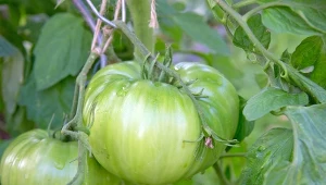 Użyj do podlewania, bo naturalnie chroni pomidory. Ominą je choróbska