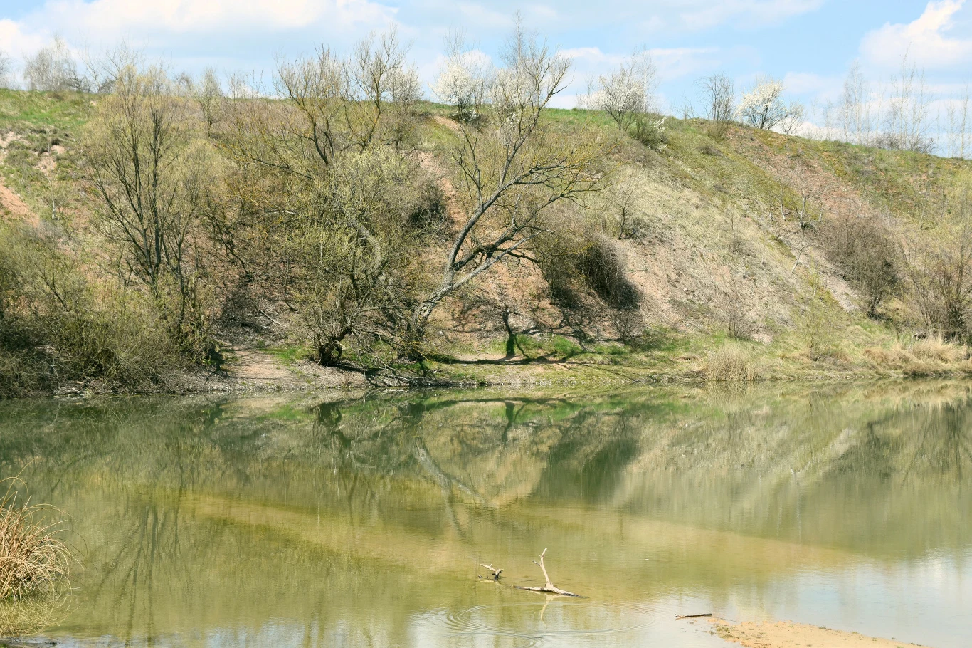 Rozległe zbiorowisko drzew i krzaków rosnących nad brzegiem spokojnego zbiornika wodnego, z odbiciem roślin w tafli wody oraz łagodnym zboczem w tle.
