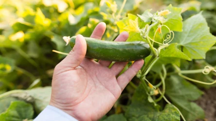Domowe opryski pomogą uporać się z parchem dyniowatych. Sprawdź, jak uchronić uprawy ogórków przed tą chorobą grzybową.