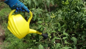 Po fali upałów zrób to z pomidorami. Pomożesz im odzyskać wigor 