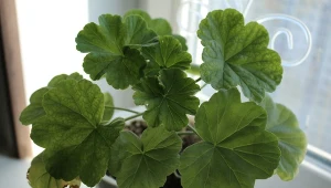 Jeden składnik dla mocnych korzeni. Pelargonie przyjmą się wszędzie