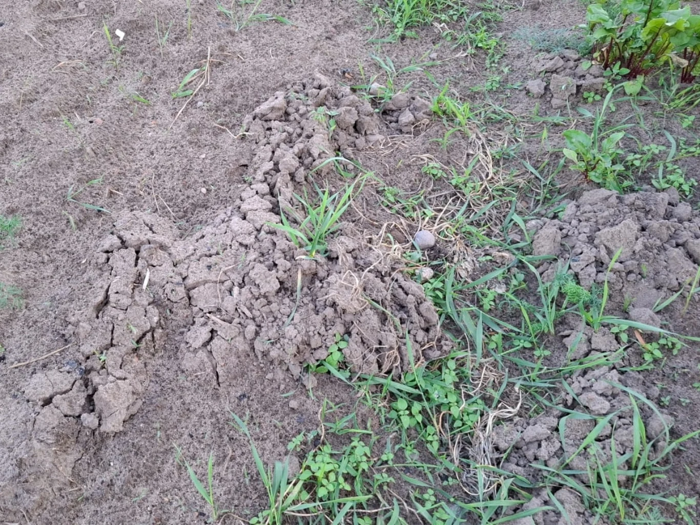 Ślady po tunelach nornic w postaci podłużnych kopców ziemi z licznymi grudkami, wśród których wyrastają pojedyncze zielone rośliny i źdźbła trawy.
