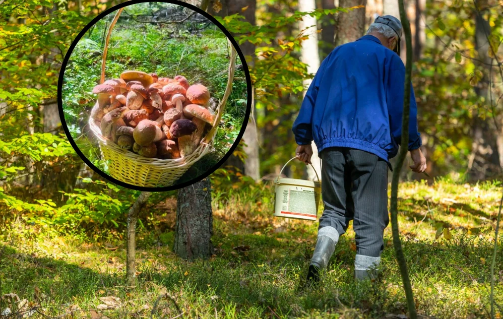 Grzybiarze w niektórych miejscach Polski już chwalą się pokaźnymi zbiorami (fot. Rysio Grzyboznawca - grupa fb Grzyby - moja pasja) Starszy mężczyzna w niebieskiej kurtce idzie przez las, niesie wiadro i kosz pełen grzybów.