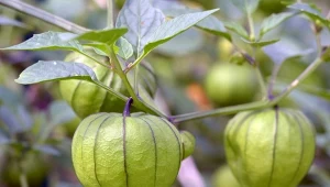 Miechunka pomidorowa 'Amarylla' to odmiana wyhodowana w Polsce