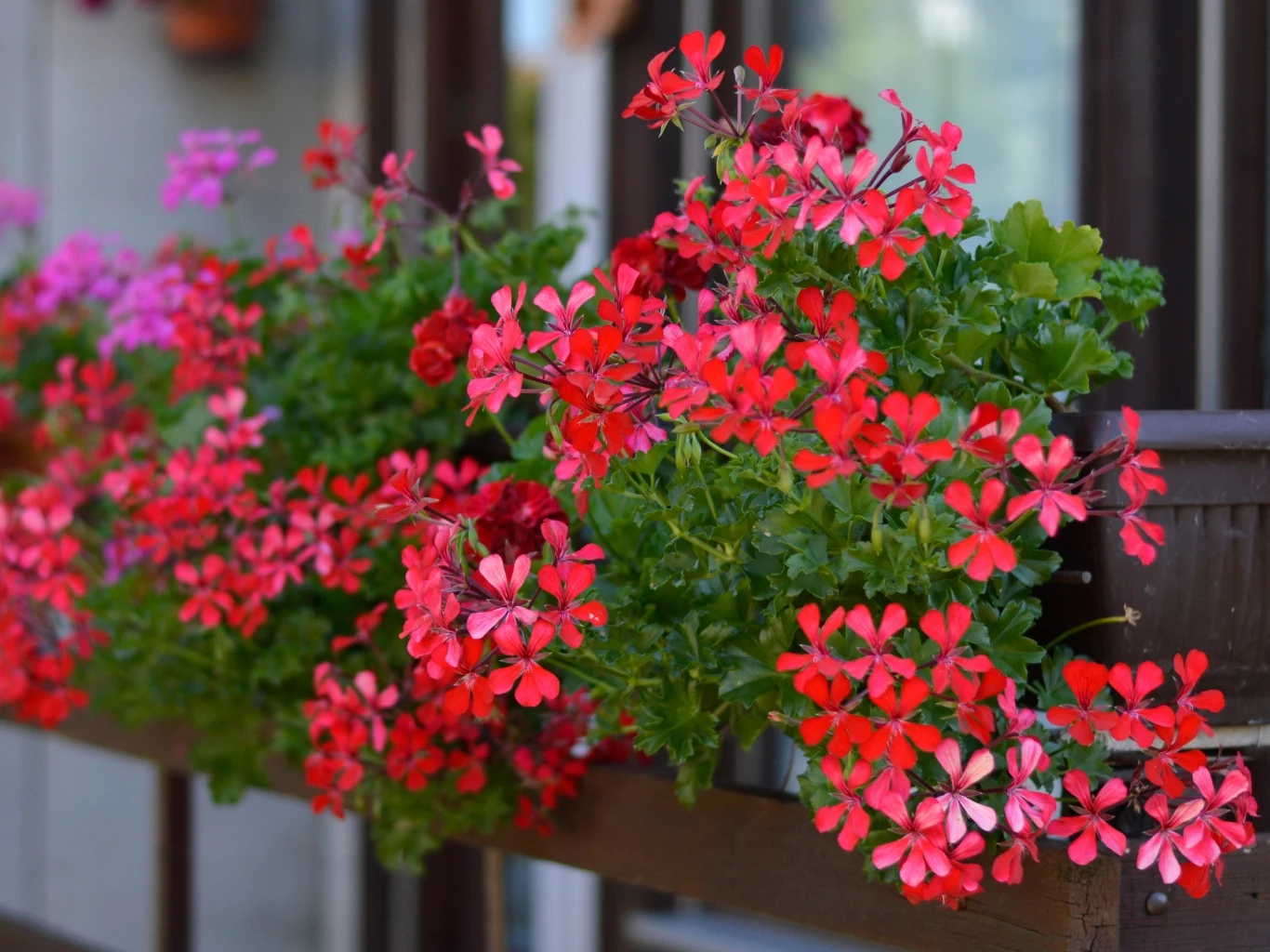Dlaczego pelargonie latem marnieją? Powodów jest kilka. Obfite kaskady czerwonych pelargonii pnących się przez drewnianą balustradę balkonu.