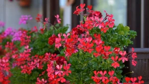 Latem pelargonie marnieją z dnia na dzień? Ratunek jest prosty