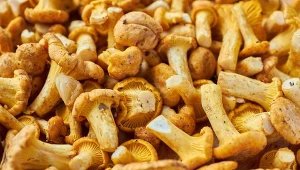 Jak skutecznie oczyścić kurki?