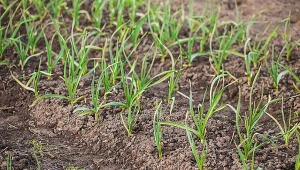 Podłużne kopce ziemi w ogródku? Poznaj naturalny sposób na nornice