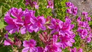 Pelargonia pachnąca wydziela cytrusowy aromat, którego komary wyraźnie unikają. 