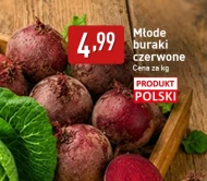 Buraki młode Polski
