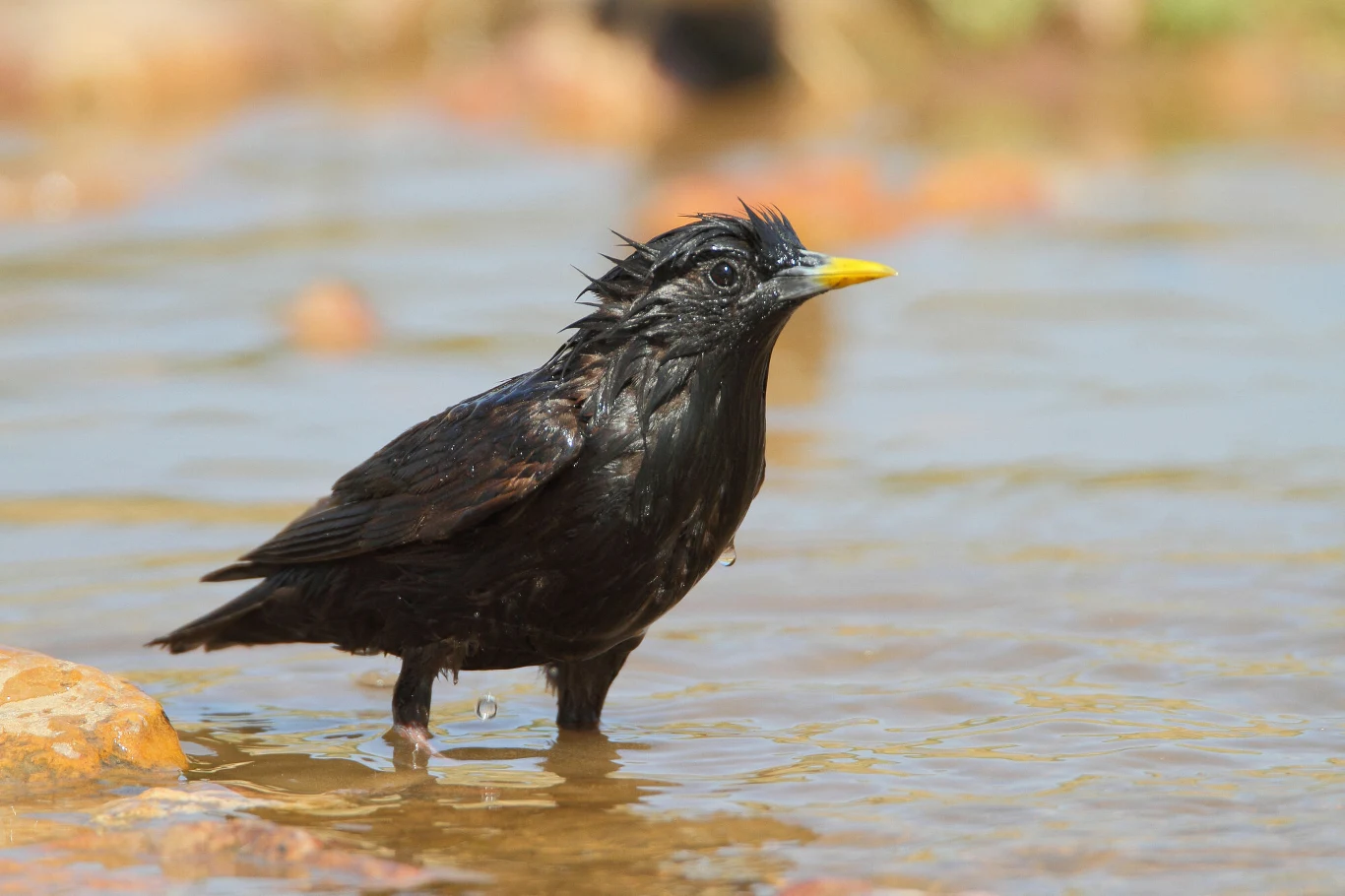 Sturnus unicolor Czarny ptak z żółtym dziobem brodzący w płytkiej wodzie, z mokrym upierzeniem i rozczochranymi piórami na głowie.