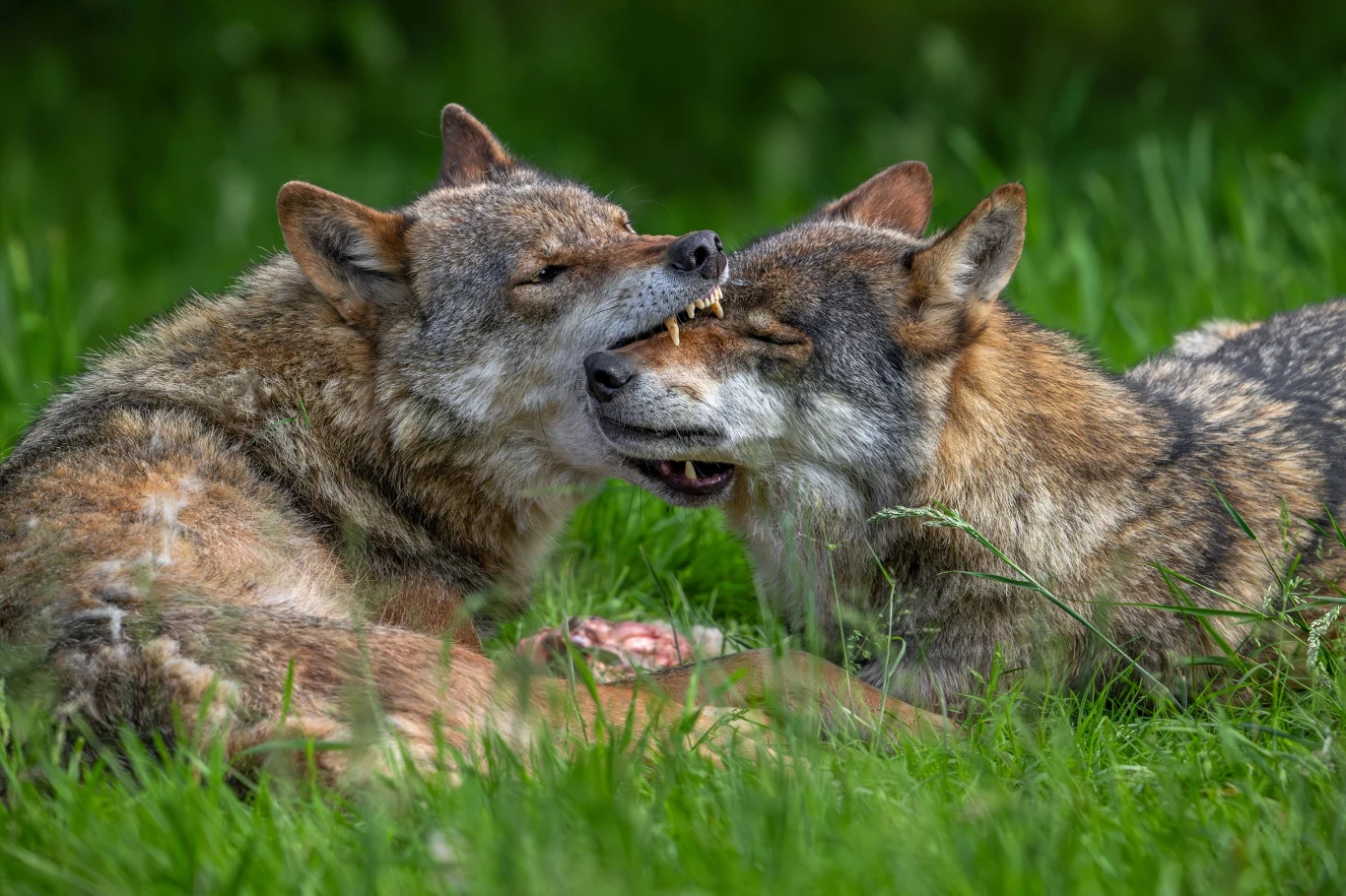 Wilki są zwierzętami, od których pochodzi mnóstwo związków frazeologicznych Dwa wilki leżą obok siebie na trawie, dotykają się pyskami