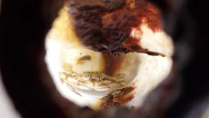 Żywy krab pływak (Portunus sanguinolentus) uwięziony wewnątrz plastikowej butelki. . 