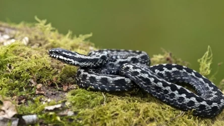 Żmije zygzakowate unikają kontaktu z człowiekiem