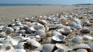 Muszelki na plaży bałtyckiej. 