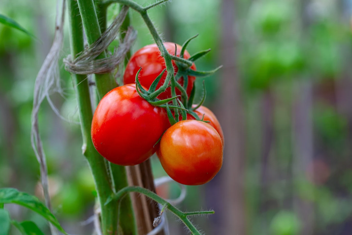Naturalna ochrona pomidorów zaczyna się od właściwej profilaktyki.