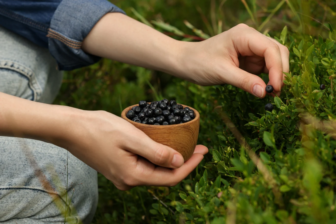 Trwa wysoki sezon na jagody leśne. To ciekawa opcja dodatkowego zarobku, zwłaszcza że chętnych na te owoce sezonowe nie brakuje. Zbiór jagód leśnych do drewnianej miseczki w lipcu 2026.