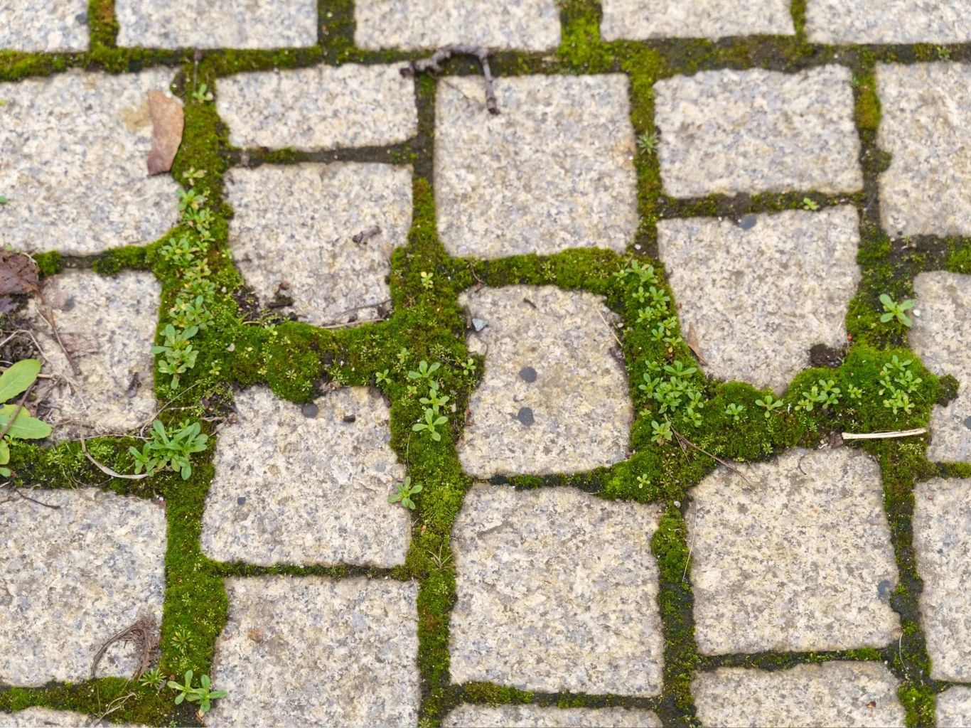 Do usuwania mchu z kostki brukowej można wykorzystać m.in. sodę oczyszczoną, ocet i napój typu cola. Kostka brukowa porośnięta zielonym mchem i drobną roślinnością w szczelinach pomiędzy kamieniami.