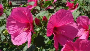 Wlej pod hibiskusa bagiennego. Nie uwierzysz, jak wielkie będą kwiaty
