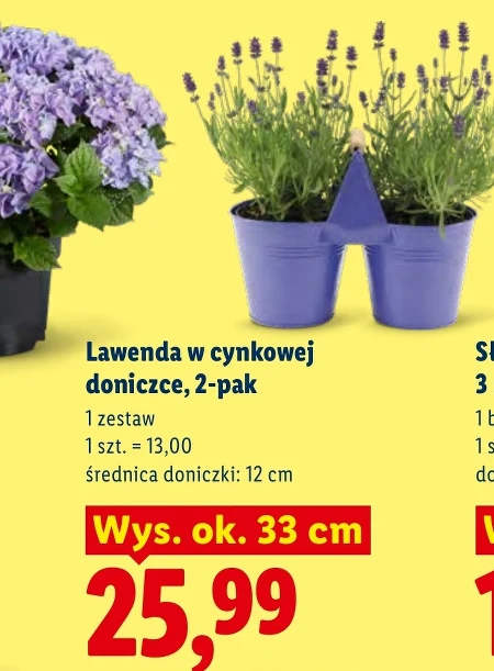 Лаванда