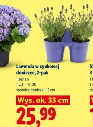 Лаванда