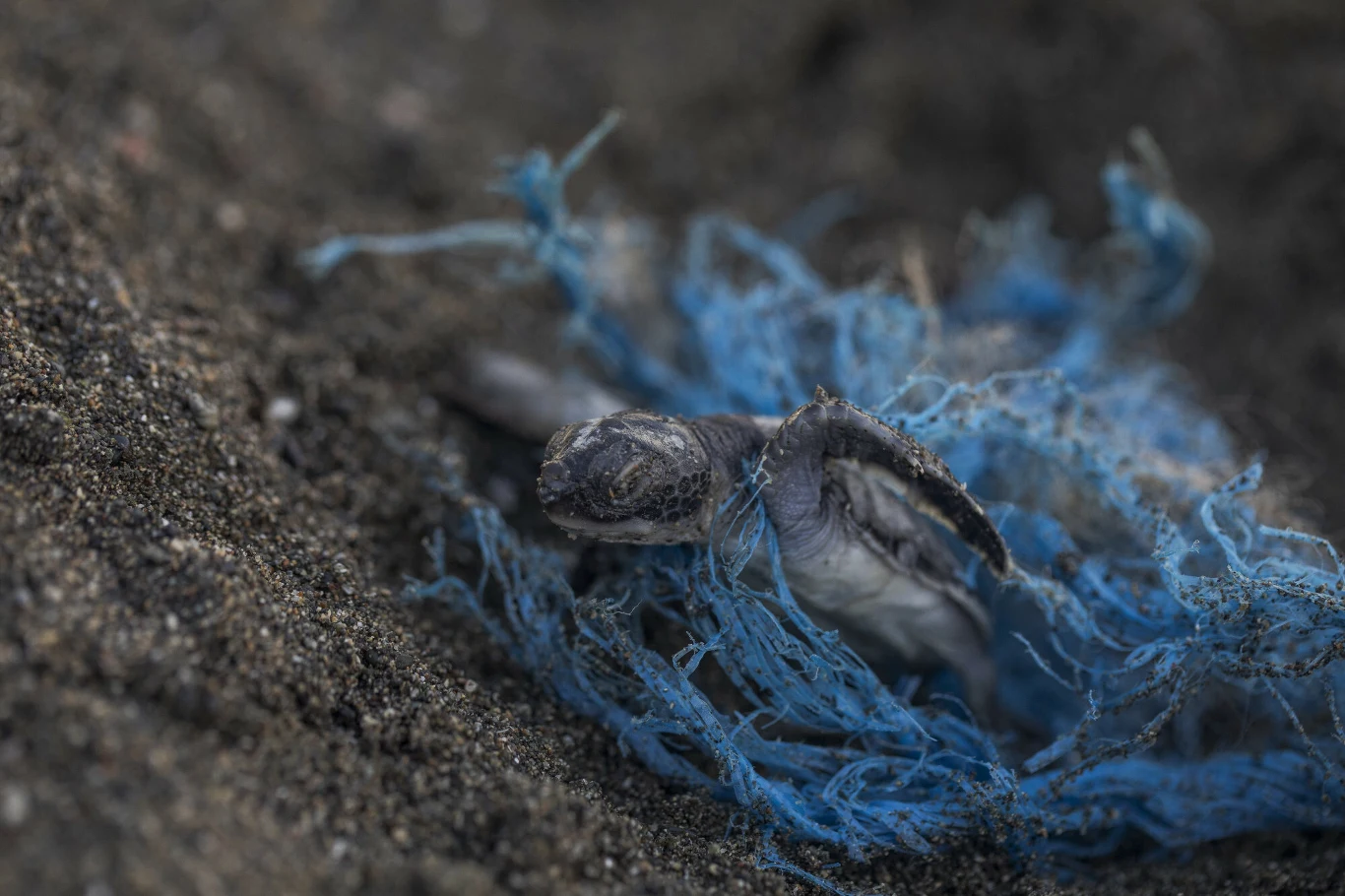 Zwierzęta złapane i uwięzione w sieci widmo giną w cierpieniach, po czym ulegają rozkładowi Młoda żółwica uwięziona w niebieskich fragmentach plastikowego sznurka na ciemnej, piaszczystej powierzchni.