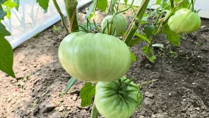 Sadź jak najdalej od pomidorów. Przyciąga zarazę jak magnes