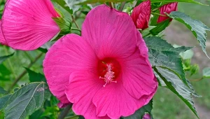 Rozsyp wokół hibiskusa bagiennego. Kwiaty będą jak talerze obiadowe