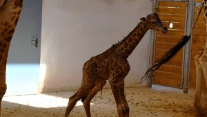 Eva to żyrafa, która urodziła się w poznańskim zoo