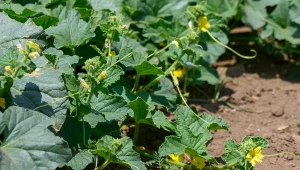 Naturalna odżywka pomoże zwiększyć odporność ogórków na choroby i szkodniki