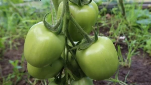 Nawóz ze skorupek jaj pomaga moim pomidorom rosnąć zdrowo i bez przeszkód. 