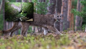 Pod Koszalinem zaobserwowano pumę