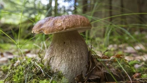 Borowiki szlachetne to jedne z najsmaczniejszych grzybów. Grzybiarze wciąż mylą je z innymi okazami 