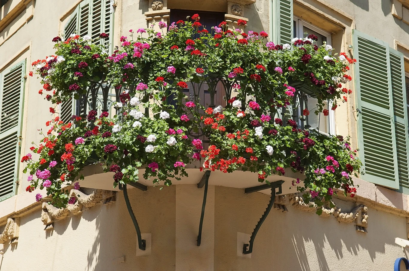 Wybierając rośliny na balkon, warto zdecydować się na te wytrzymałe Balkon z pelargoniami na czarnych metalowych balustradach, wokół pastelowe okiennice budynku.