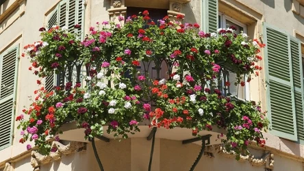 Wybierając rośliny na balkon, warto zdecydować się na te wytrzymałe