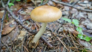 Tego muchomora możesz zbierać w lipcu. Grzybiarze nazywają go panienką