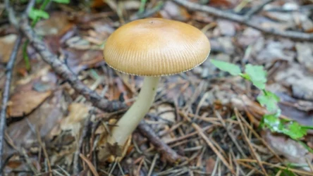Muchomor rdzawobrązowy (Amanita fulva), potocznie nazywany szlachcianką oraz panienką